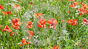 Poppies flowering in summer field. Redorange poppies flower - Papaver rhoeas - in summer meadow