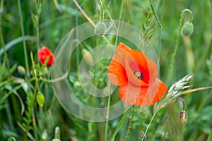 Poppy flowering in summer field. Redorange poppy flower - Papaver rhoeas - in summer meadow