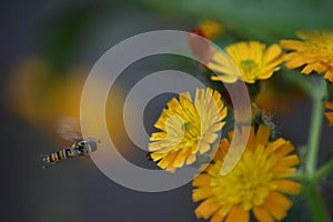 Flowering orange-red Hawkweed (Hieracium) with a hover fly