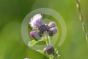 Flowering orange thistle in a nature area on the WaddenIsland of Texel photo
