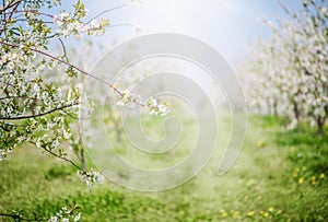 Flowering orchard of apple garden in spring time.