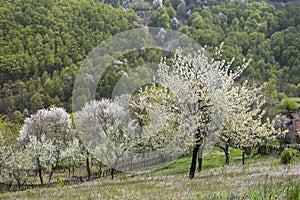 Flowering orchard,Banat,Romania