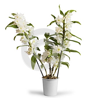Flowering orchid Dendrobium Nobile in pot, on white photo