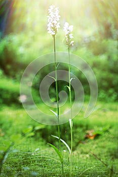 Flowering orchis