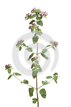 Flowering oregano