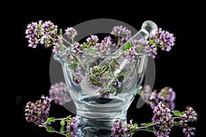 Flowering oregano Origanum vulgare in glass mortar - isolated in front of black