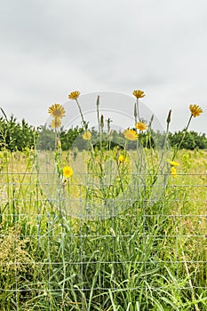 Flowering Oriental Salsify, Tragopogon pratensis,with yellow flowers