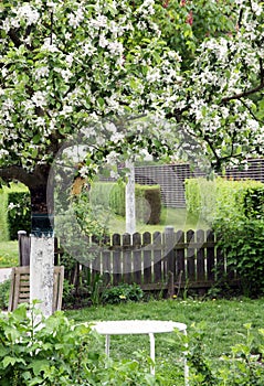 Flowering ornamental apple tree in ornamental garden