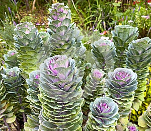 Flowering Ornamental Cabbage Plant