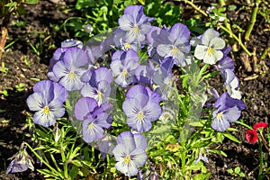 Flowering ornamental pansy shrub with a blue tint.