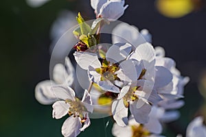 Flowering ornamental purple-leaf plum Hollywood with white flowers on spring garden background, closeup