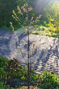 Flowering ornamental purple-leaf plum Hollywood with white flowers on spring garden background. Small plum tree at morning,