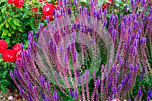 Flowering ornamental Salvia nemorosa