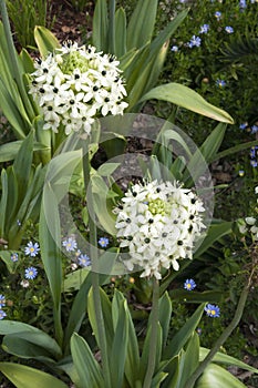 Flowering Ornithogalum saundersiae or Giant chincherinchee plant in garden