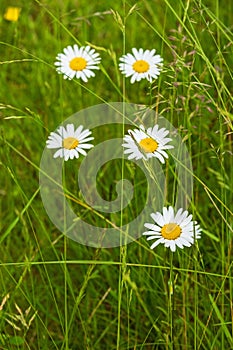 Flowering Oxeye daisy flowers on a grass meadow