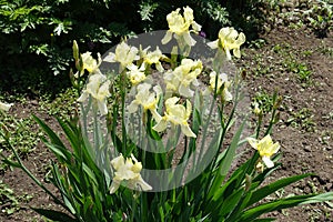 Flowering pale yellow irises in the garden in May