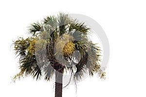 Flowering Palmetto Tree Against A White Background