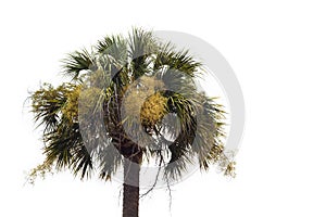 Flowering Palmetto Tree Against A White Background photo