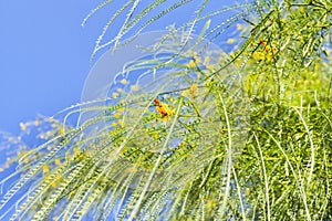 Flowering palo verde tree -parkinsonia tree