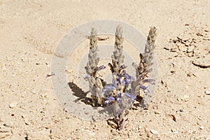 Flowering Parasitic Broomrape Plant in Makhtesh Ramon in Israel
