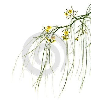 Flowering Parkinsonia aculeata