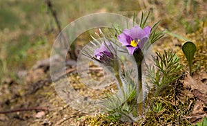 Flowering Pasque flower plant