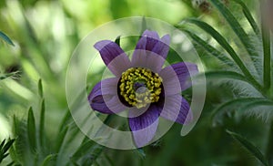 Flowering pasque flower Pulsatilla vulgaris