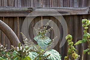 Flowering patchouli plant against wooden fence
