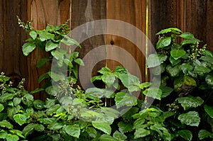 Flowering Patchouli Plant After Rain