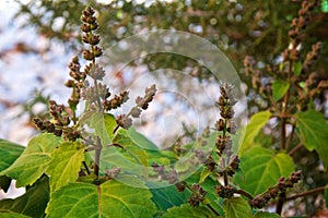 Flowering patchouli plant up close