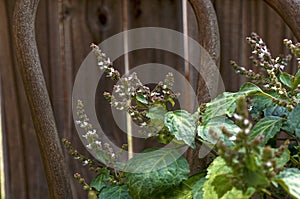 Flowering patchouli plant on wooden chair