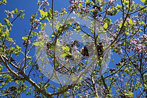 Flowering paulownia to a blue sky photo