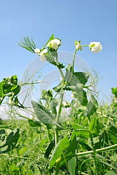 Flowering pea field