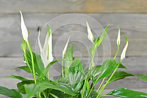 Flowering peace lily against wooden background