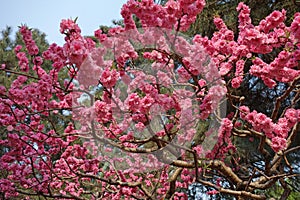 Flowering peach