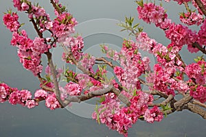 Flowering peach