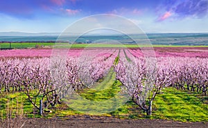 Flowering peach orchards near Istanbul. Beautiful outdoor scenery in Turkey, Europe. Colorful sunrise in the peach garden in