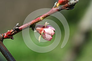 Flowering peach tree