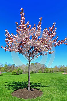 Flowering Peach Tree