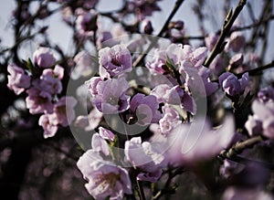 Flowering peach trees