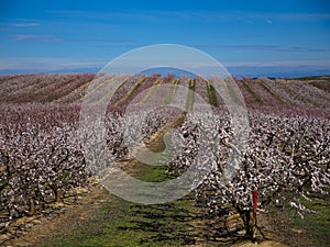 Flowering peach trees in Aitona, Catalonia, Spain photo