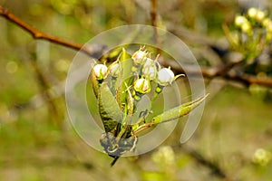 Flowering pear branch with beautiful blooming flower buds and young green leaves in the garden in sunshine spring day