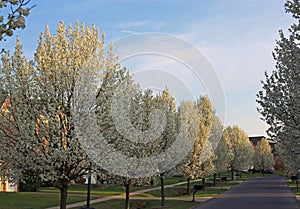 Flowering Pear Tree