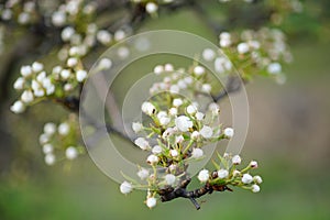 Flowering pear tree branch closeup on the spring day