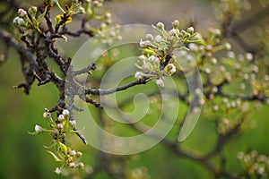 Flowering pear tree branch closeup in spring garden