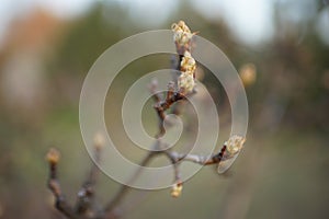 Flowering pear tree branch closeup in the spring garden