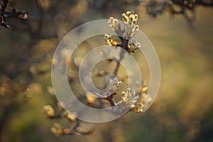 Flowering pear tree branch closeup at sunset. Nature in spring