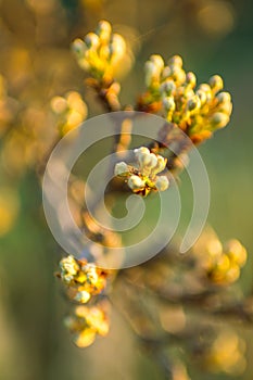 Flowering pear tree branch closeup at sunset. Nature in spring