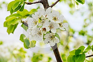 Flowering pear, tree branch with flowers on a light background