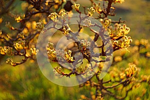 Flowering pear tree branch. Nature in spring